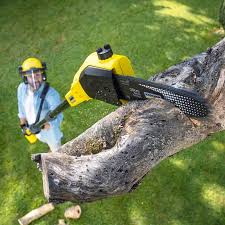 Best Commercial Tree Services  in Fayetteville, AR